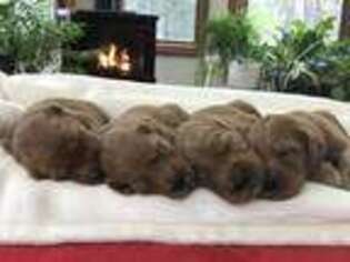 Goldendoodle Puppy for sale in Lewisburg, PA, USA