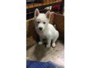 Siberian Husky Puppy for sale in Shelbyville, IN, USA
