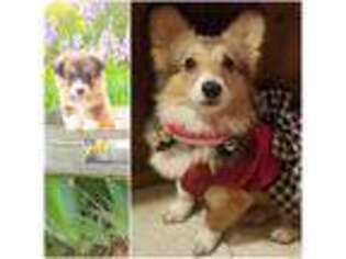 Pembroke Welsh Corgi Puppy for sale in Los Angeles, CA, USA