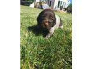 German Wirehaired Pointer Puppy for sale in Moline, IL, USA
