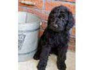 Labradoodle Puppy for sale in Truxton, MO, USA