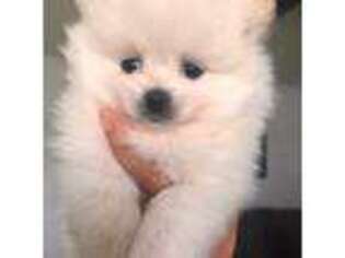 Pomeranian Puppy for sale in Haines City, FL, USA