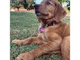 Golden Retriever Puppy for sale in Sweetwater, TN, USA