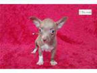 Chihuahua Puppy for sale in Edinburg, TX, USA