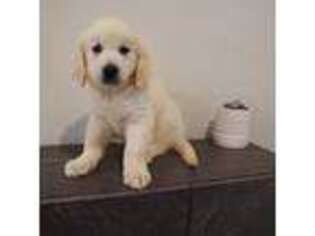 Golden Retriever Puppy for sale in Arcadia, CA, USA