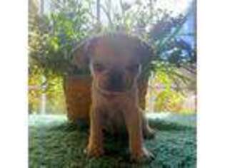 Pug Puppy for sale in Loveland, CO, USA