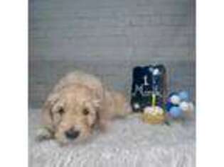 Goldendoodle Puppy for sale in San Francisco, CA, USA