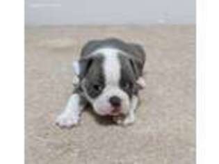 Boston Terrier Puppy for sale in Dundee, OH, USA