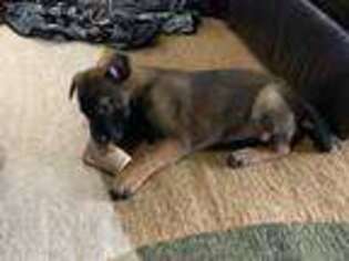 Belgian Malinois Puppy for sale in Baldwin, NY, USA