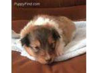 Shetland Sheepdog Puppy for sale in Bonners Ferry, ID, USA