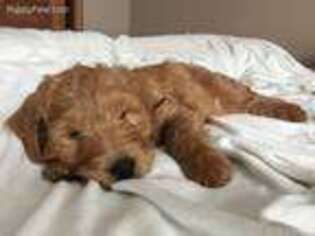 Goldendoodle Puppy for sale in Whitmore Lake, MI, USA