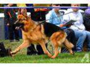 German Shepherd Dog Puppy for sale in CARLISLE, PA, USA