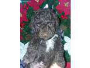 Mutt Puppy for sale in Carroll, IA, USA