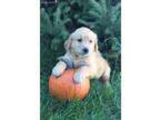 Golden Retriever Puppy for sale in Pender, NE, USA