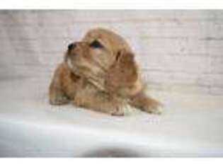 Golden Retriever Puppy for sale in Atwood, IL, USA