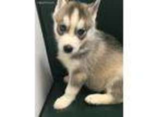 Siberian Husky Puppy for sale in Deep Run, NC, USA