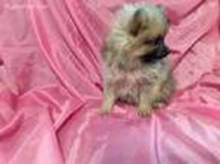 Pomeranian Puppy for sale in Mansfield, AR, USA
