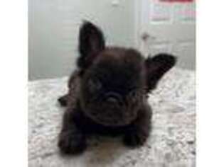 French Bulldog Puppy for sale in Southaven, MS, USA