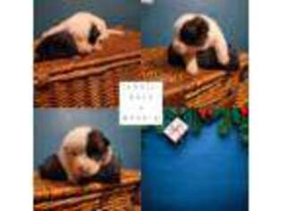 Akita Puppy for sale in Bedford, TX, USA