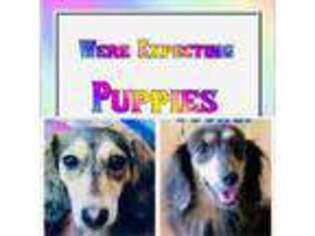 Dachshund Puppy for sale in Fort Pierce, FL, USA