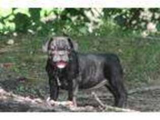 French Bulldog Puppy for sale in Hiwasse, AR, USA