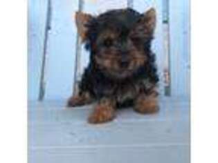 Yorkshire Terrier Puppy for sale in Saratoga Springs, NY, USA