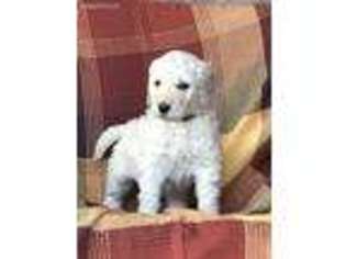 Labradoodle Puppy for sale in Rogers, KY, USA