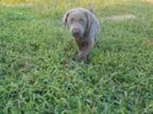 Labrador Retriever Puppy for sale in Chula, GA, USA
