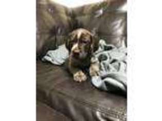German Shorthaired Pointer Puppy for sale in Kingsville, TX, USA