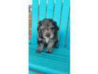 Cocker Spaniel Puppy for sale in Montgomery, IN, USA