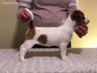 Jack Russell Terrier Puppy for sale in Mona, UT, USA
