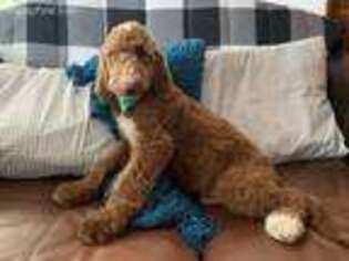 Goldendoodle Puppy for sale in Franklin, KY, USA
