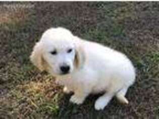 Golden Retriever Puppy for sale in Albertville, AL, USA
