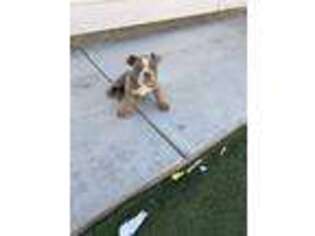 Bulldog Puppy for sale in Hemet, CA, USA