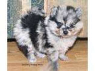 Pomeranian Puppy for sale in Osceola, IA, USA