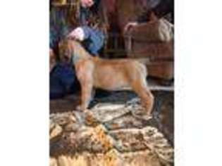 Mastiff Puppy for sale in North Jackson, OH, USA