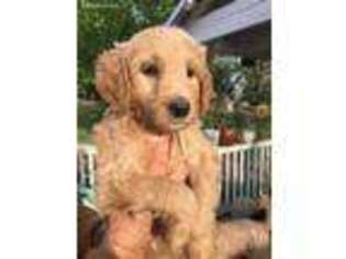 Goldendoodle Puppy for sale in Lagrange, GA, USA