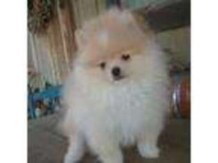 Pomeranian Puppy for sale in Los Angeles, CA, USA