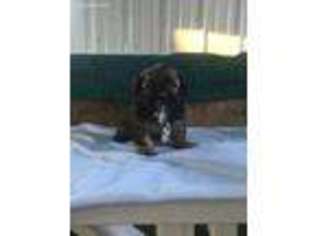 Shorkie Tzu Puppy for sale in Fredericksburg, OH, USA