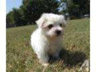 Maltese Puppy for sale in FLINT, TX, USA