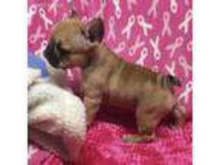French Bulldog Puppy for sale in Churchton, MD, USA