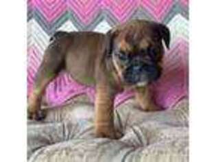 Bulldog Puppy for sale in Minerva, OH, USA