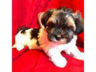 Havanese Puppy for sale in Tremonton, UT, USA