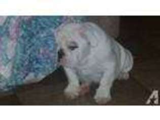 Bulldog Puppy for sale in CLINTON, MD, USA