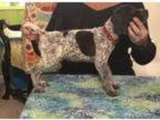 German Shorthaired Pointer Puppy for sale in Currituck, NC, USA