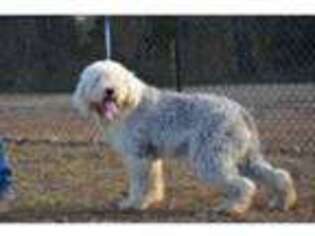 Old English Sheepdog Puppy for sale in Hope Hull, AL, USA