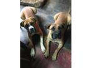 Boerboel Puppy for sale in Boulder, CO, USA