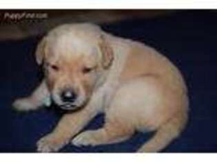 Labrador Retriever Puppy for sale in Tucson, AZ, USA