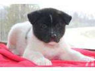 Akita Puppy for sale in BURLINGTON, WI, USA