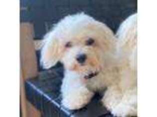 Maltese Puppy for sale in Wichita, KS, USA